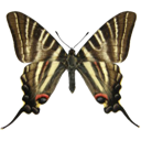 Scarce Swallowtail - Iphiclides podalirius icon